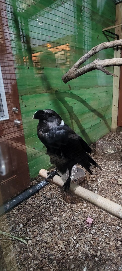 White-Necked Raven (1/25/25)