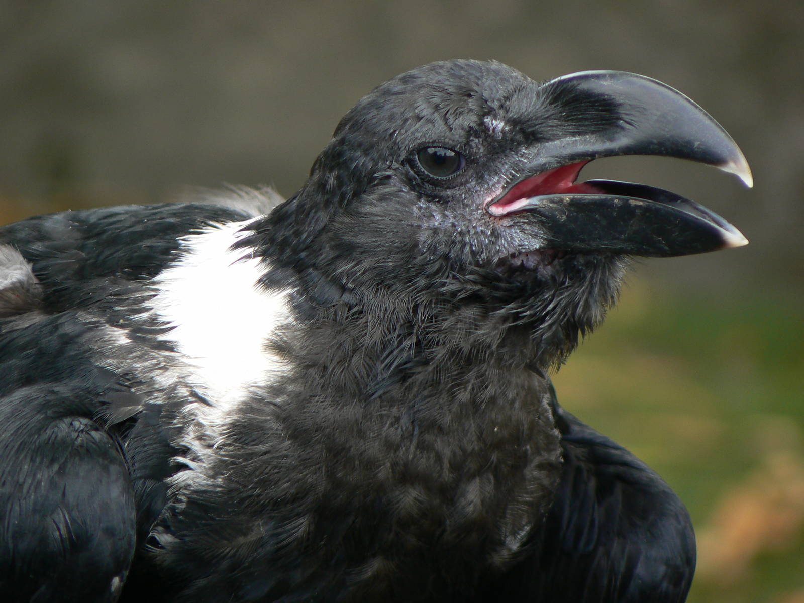 White-necked Raven - 7 September 2016, Knaresborough Castle