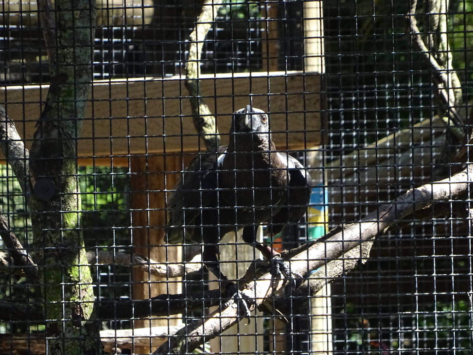 White-Necked Raven at Busch Gardens Tampa
