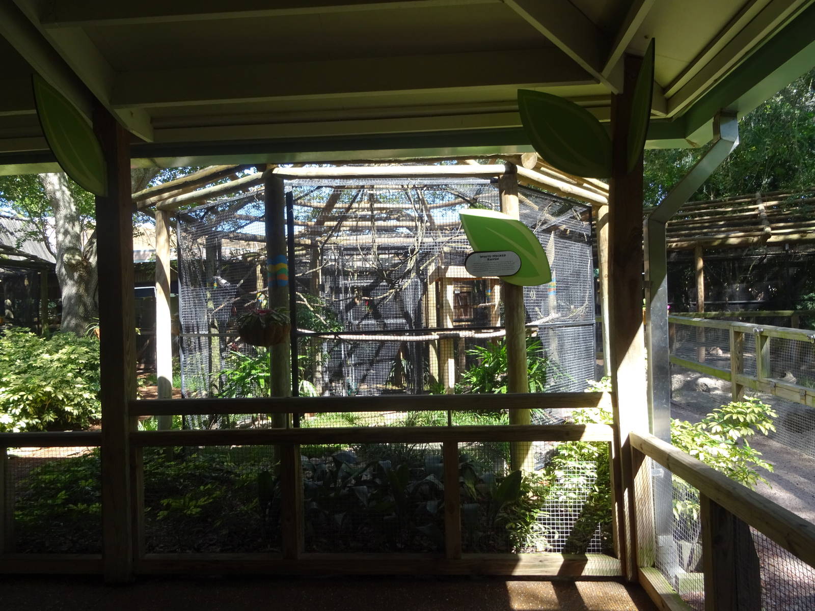 White-Necked Raven Aviary at Busch Gardens Tampa