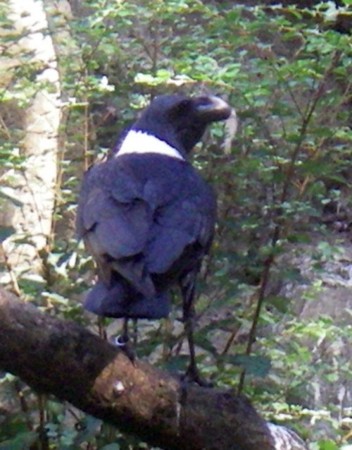 White-necked Raven (Corvus albicollis)