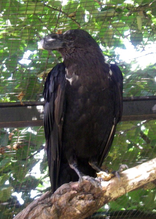 White-necked Raven (Corvus albicollis)
