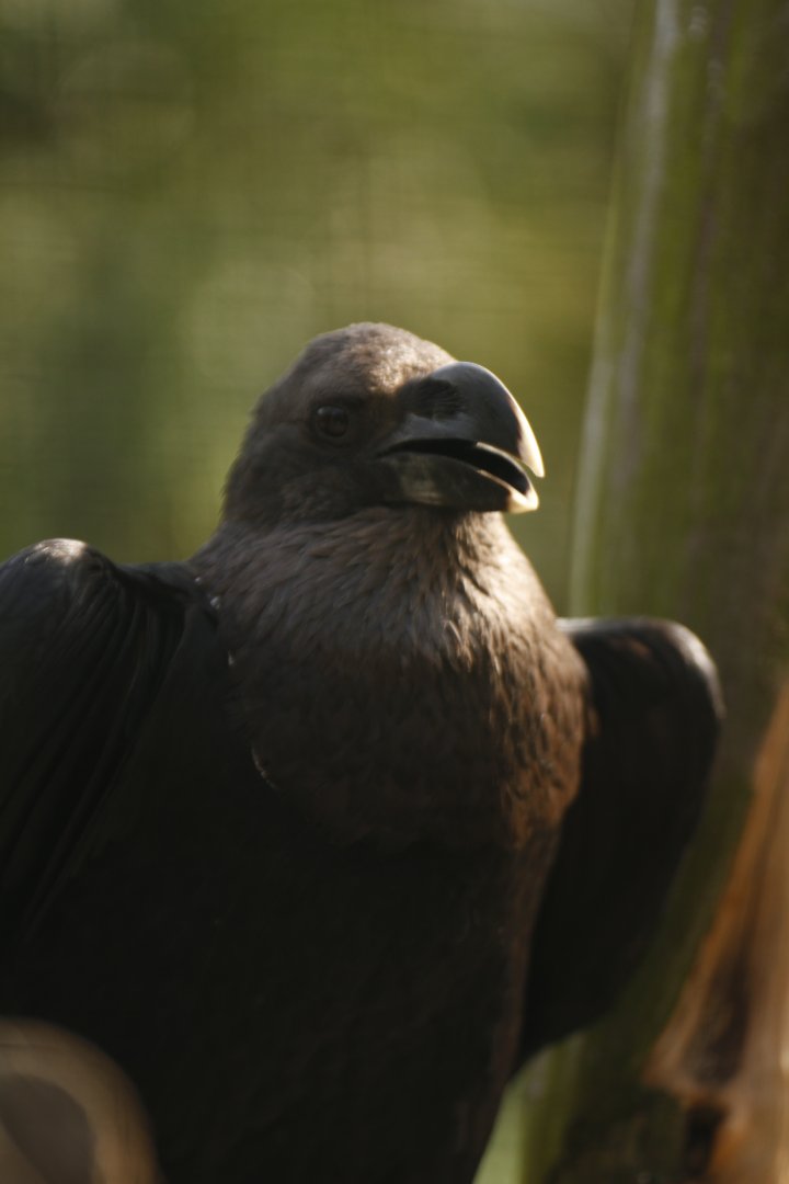 White-necked raven (Corvus albicollis)