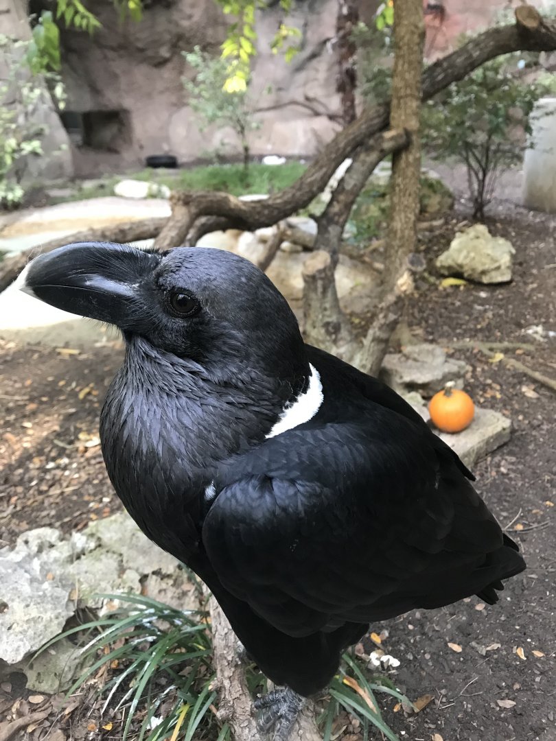 White-Necked Raven (Corvus albicollis)