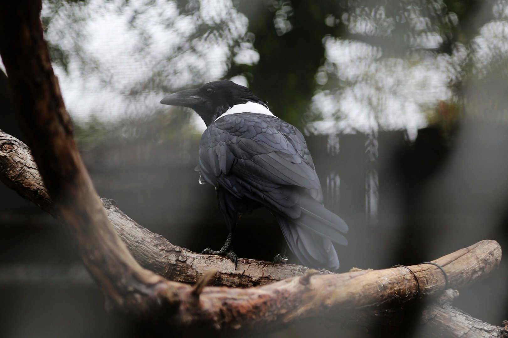 White-necked Raven (Corvus albicollis)