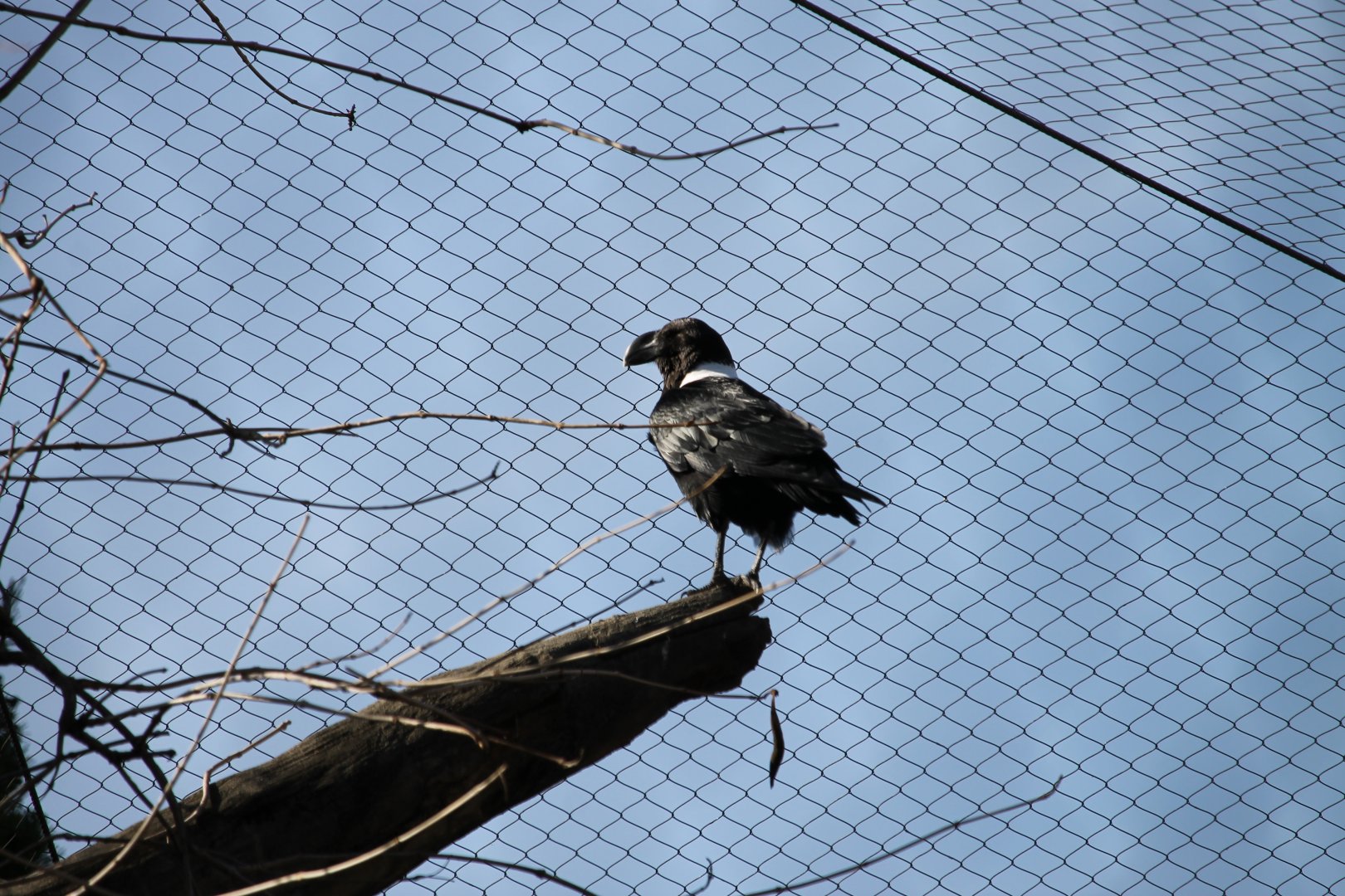 White-necked Raven (Corvus albicollis)