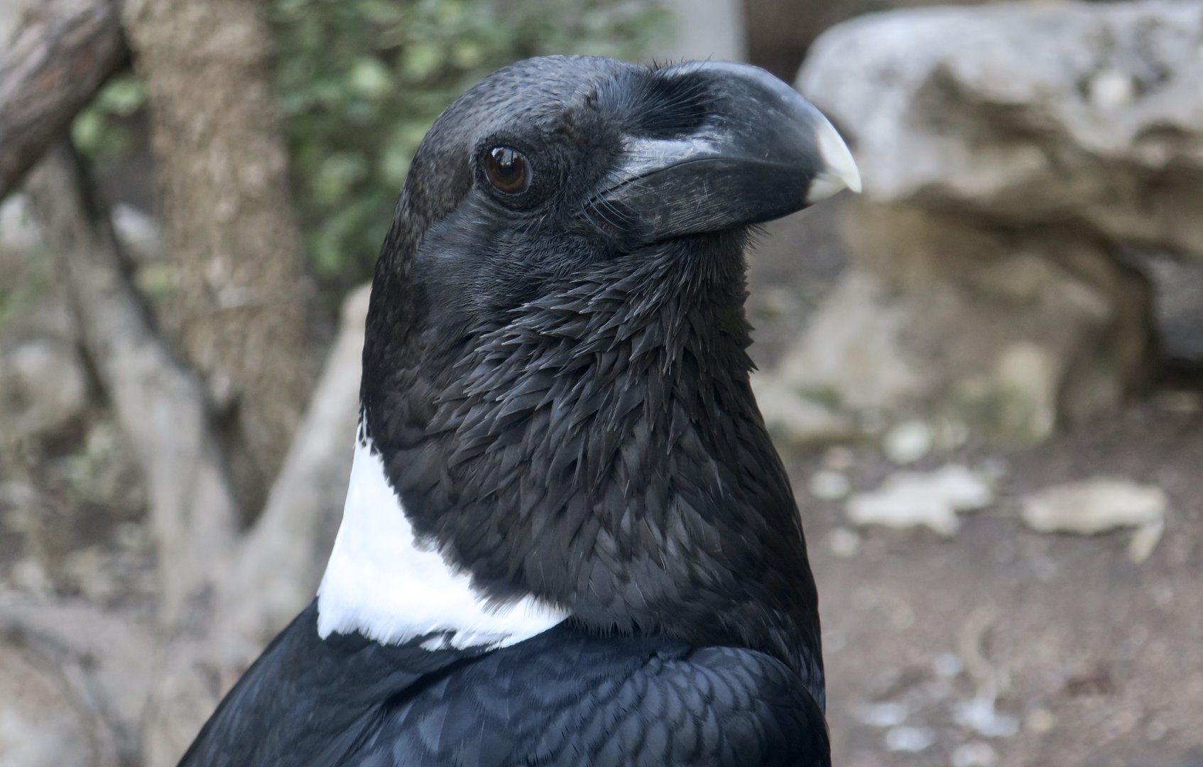 White-Necked Raven (Corvus albicollis)