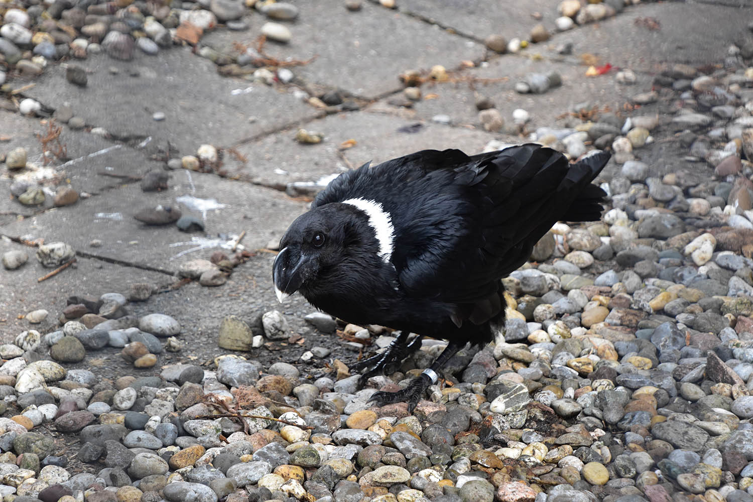 White-necked raven (Corvus albicollis)