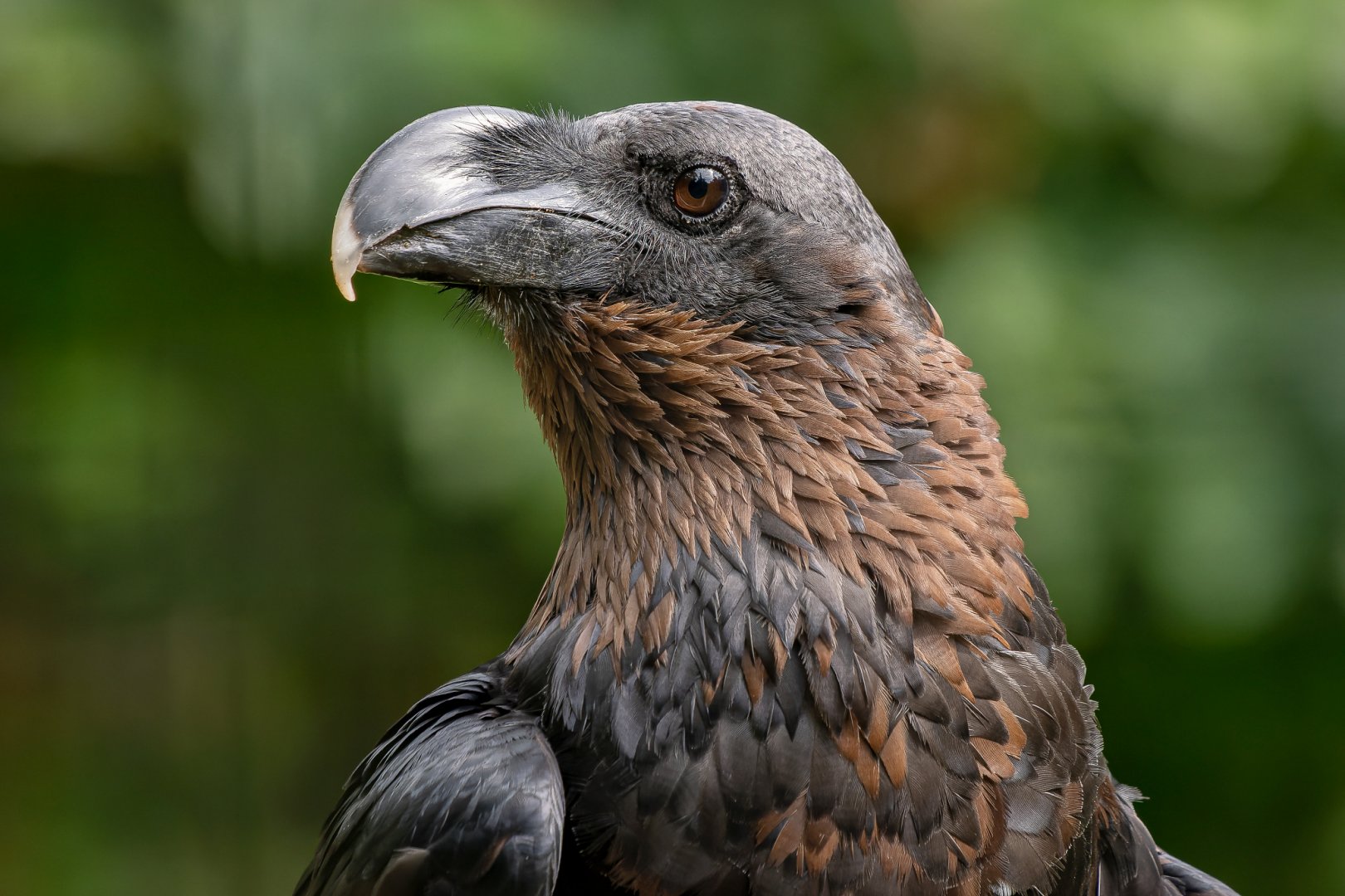 White-necked raven (Corvus albicollis)