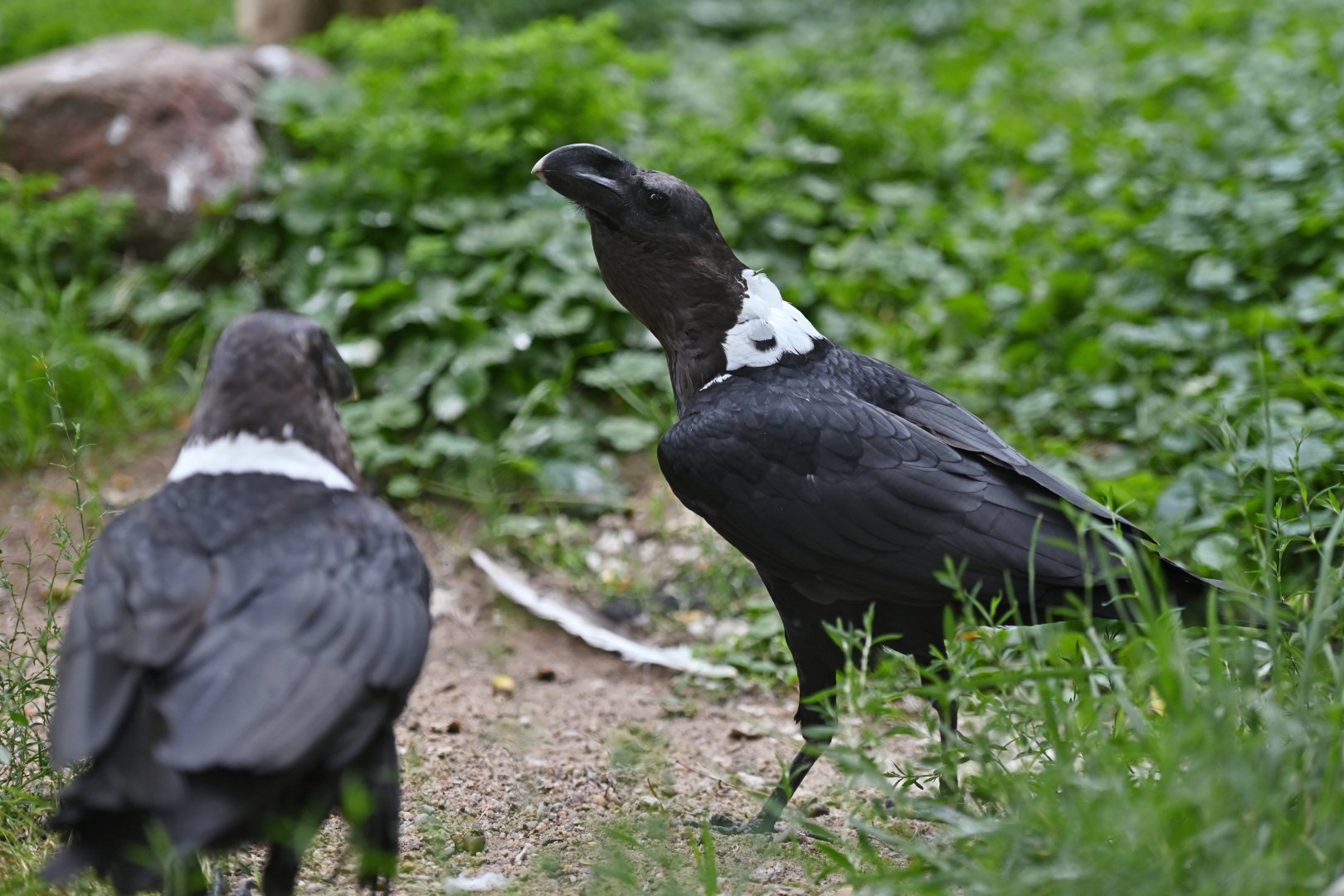 White-necked Raven Corvus albicollis