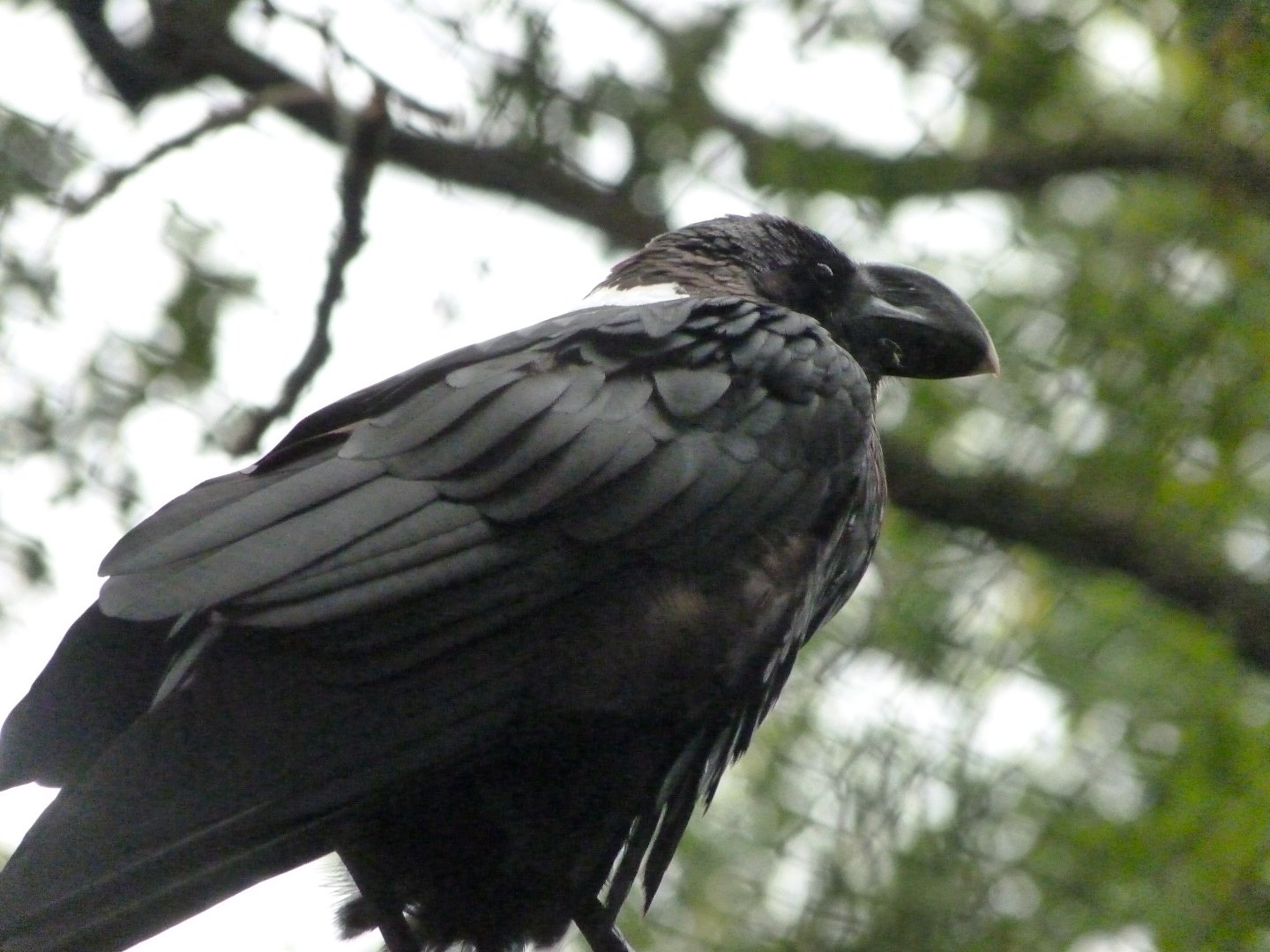 White-necked raven -Zoologischer Garten Berlin (2024)