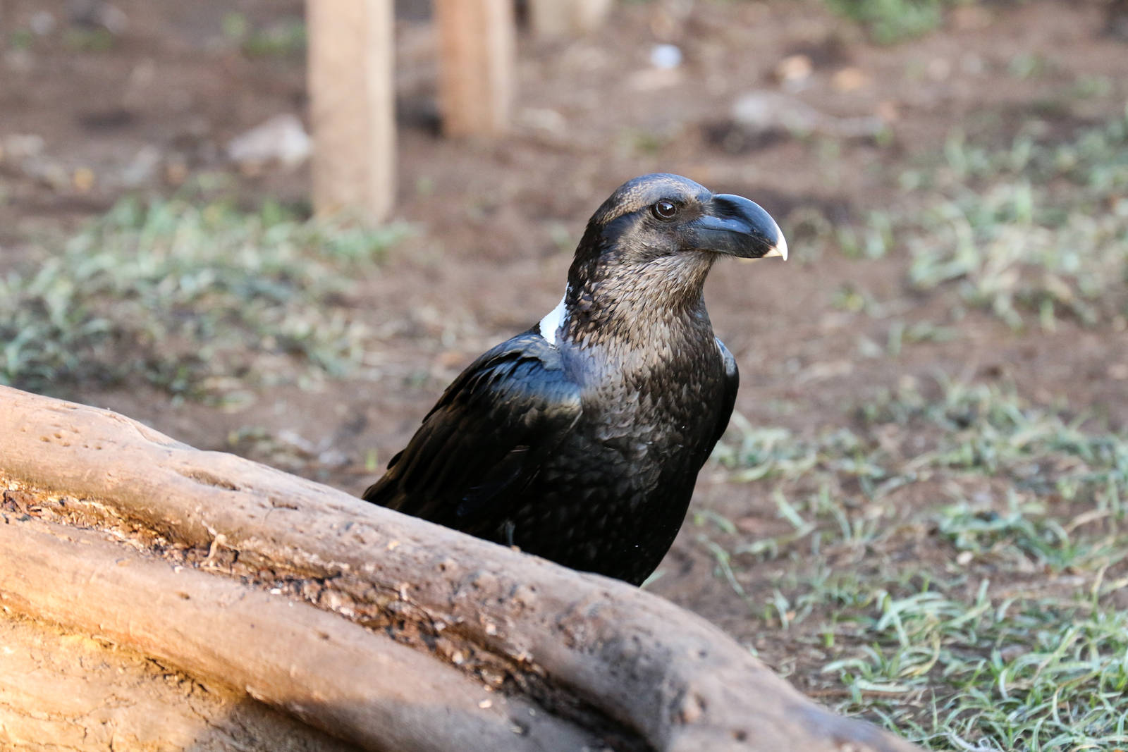 White-necked Raven