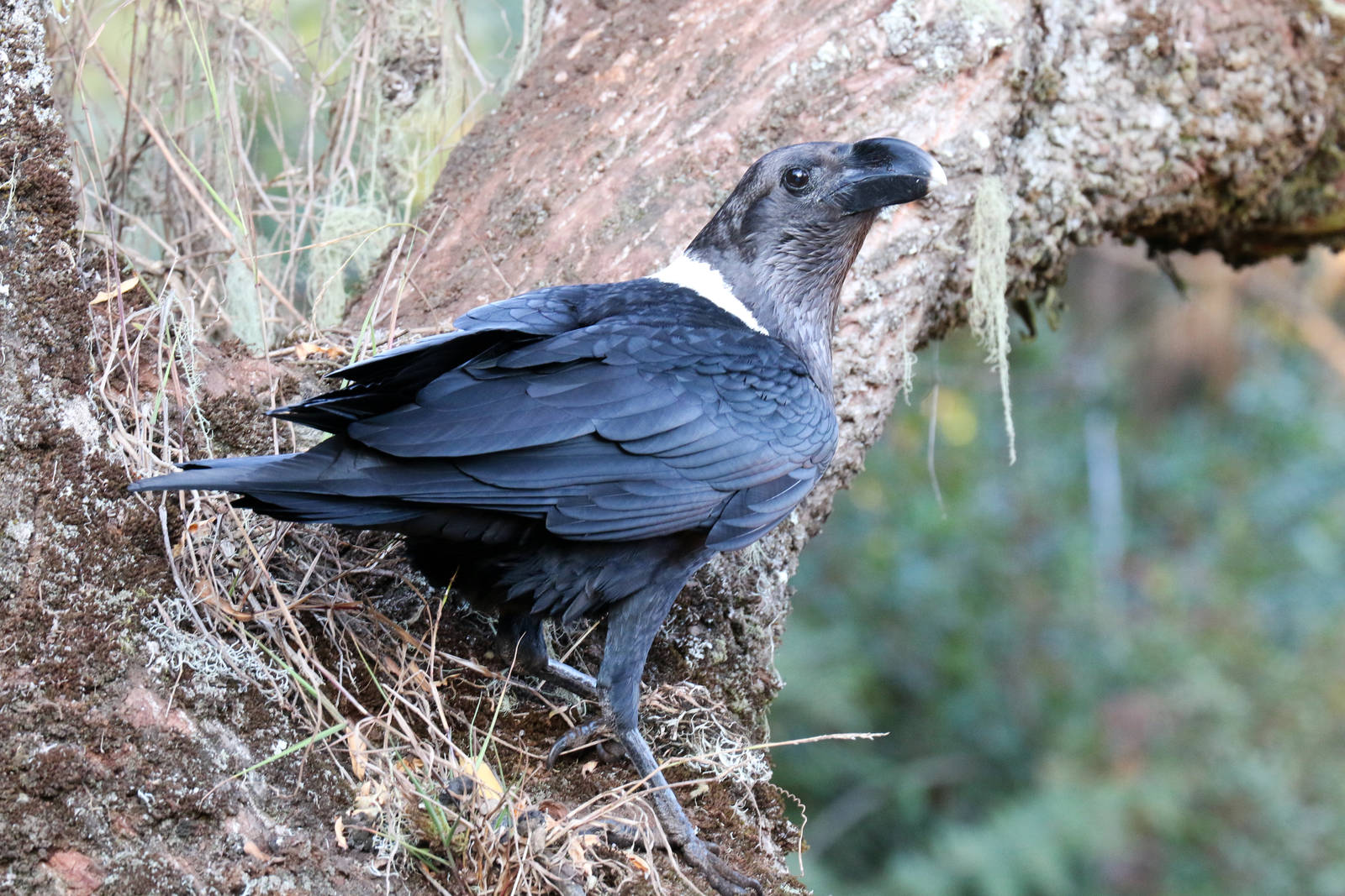 White-necked Raven