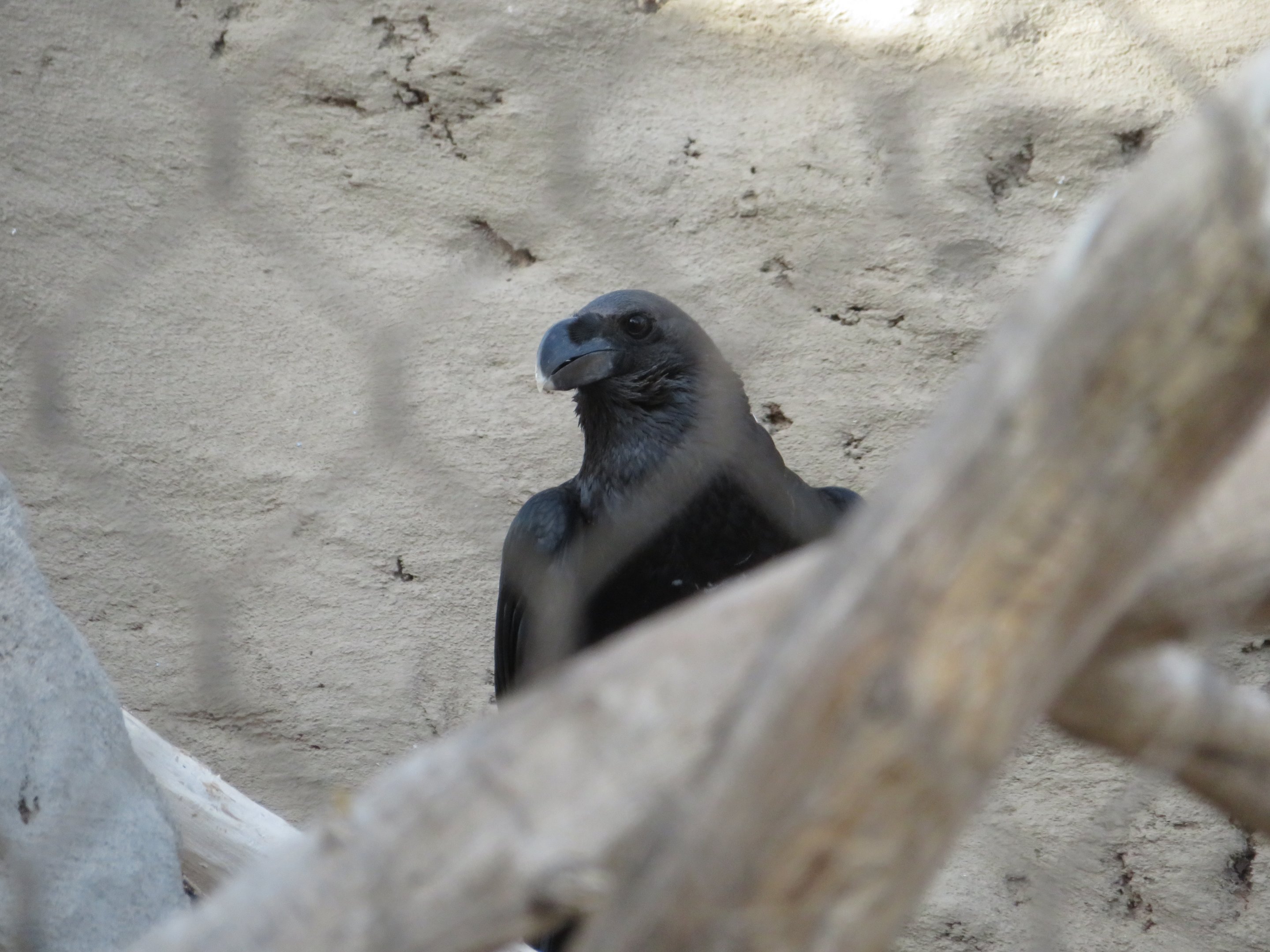 White-necked Raven