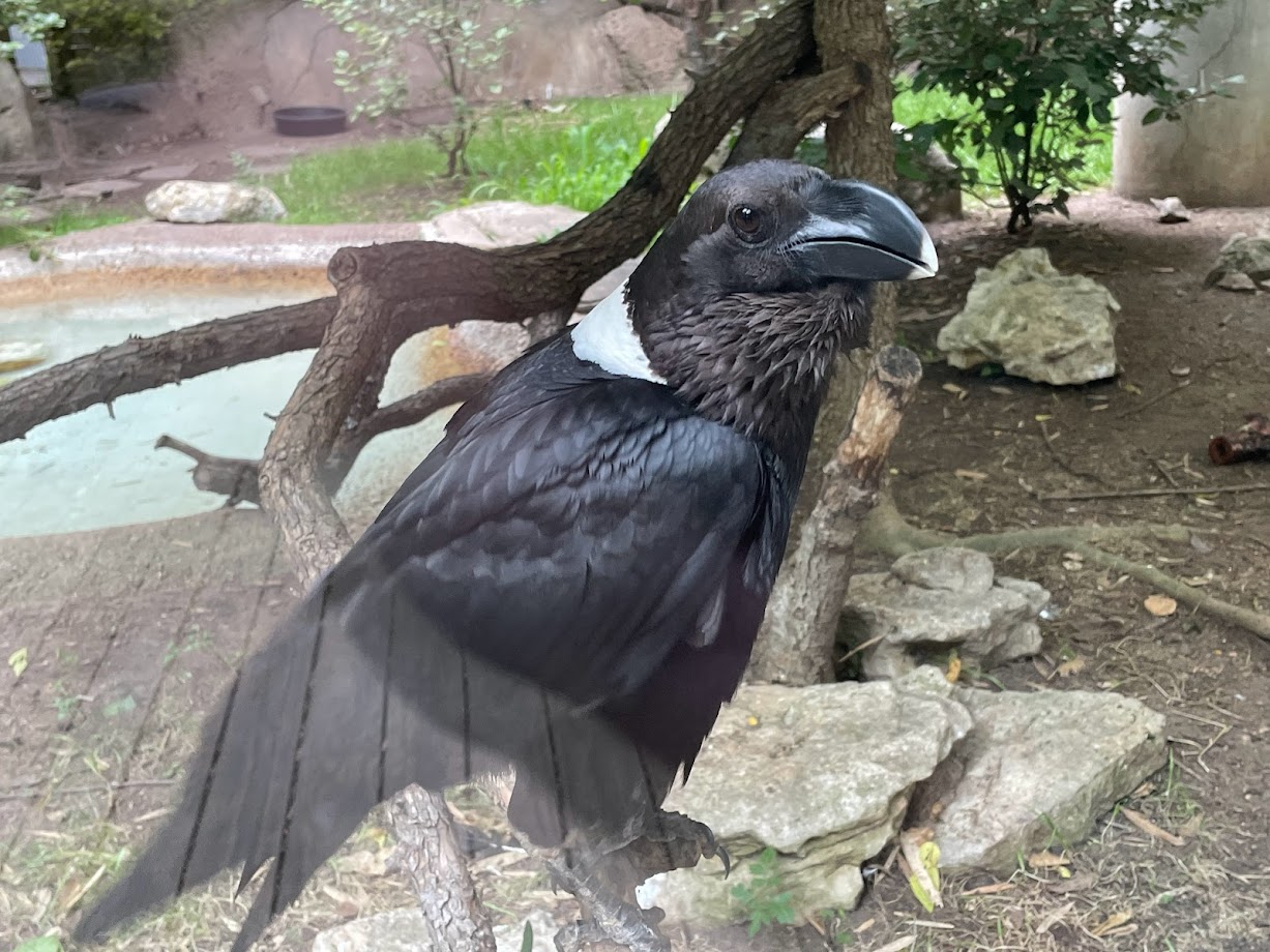 White-Necked Raven
