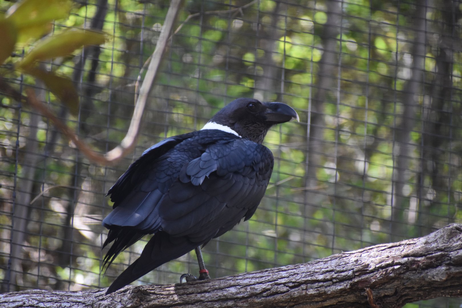 White-necked Raven