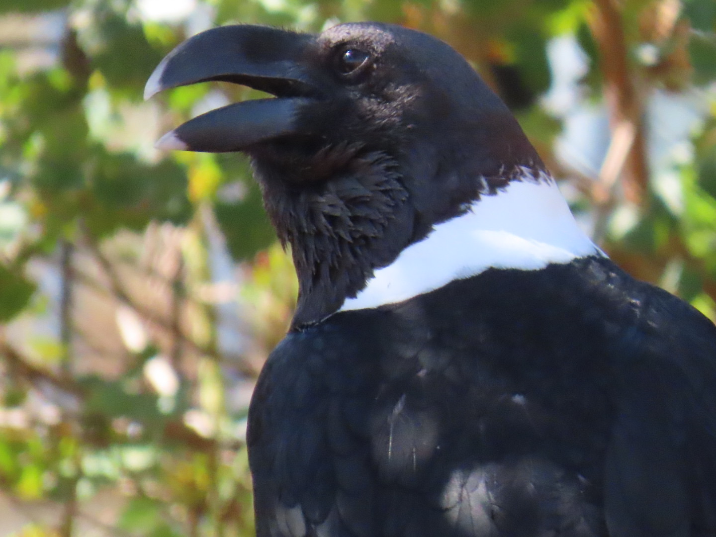 White-necked Raven