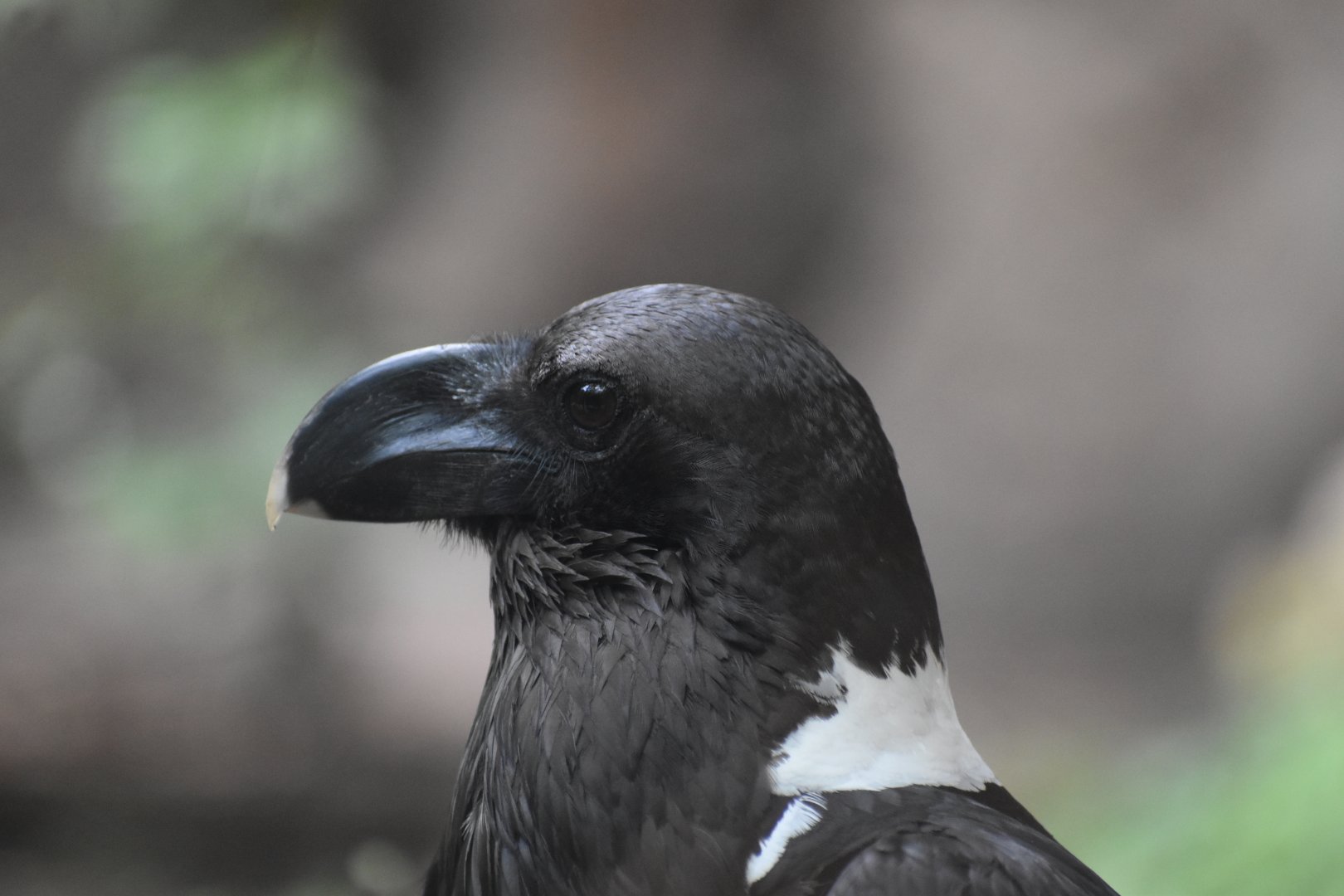 White-necked Raven