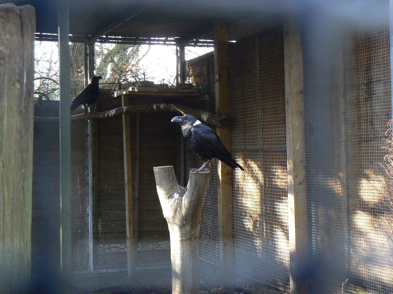 White-necked Ravens and part of their Aviary - 16 February 2016, Kirkleatha
