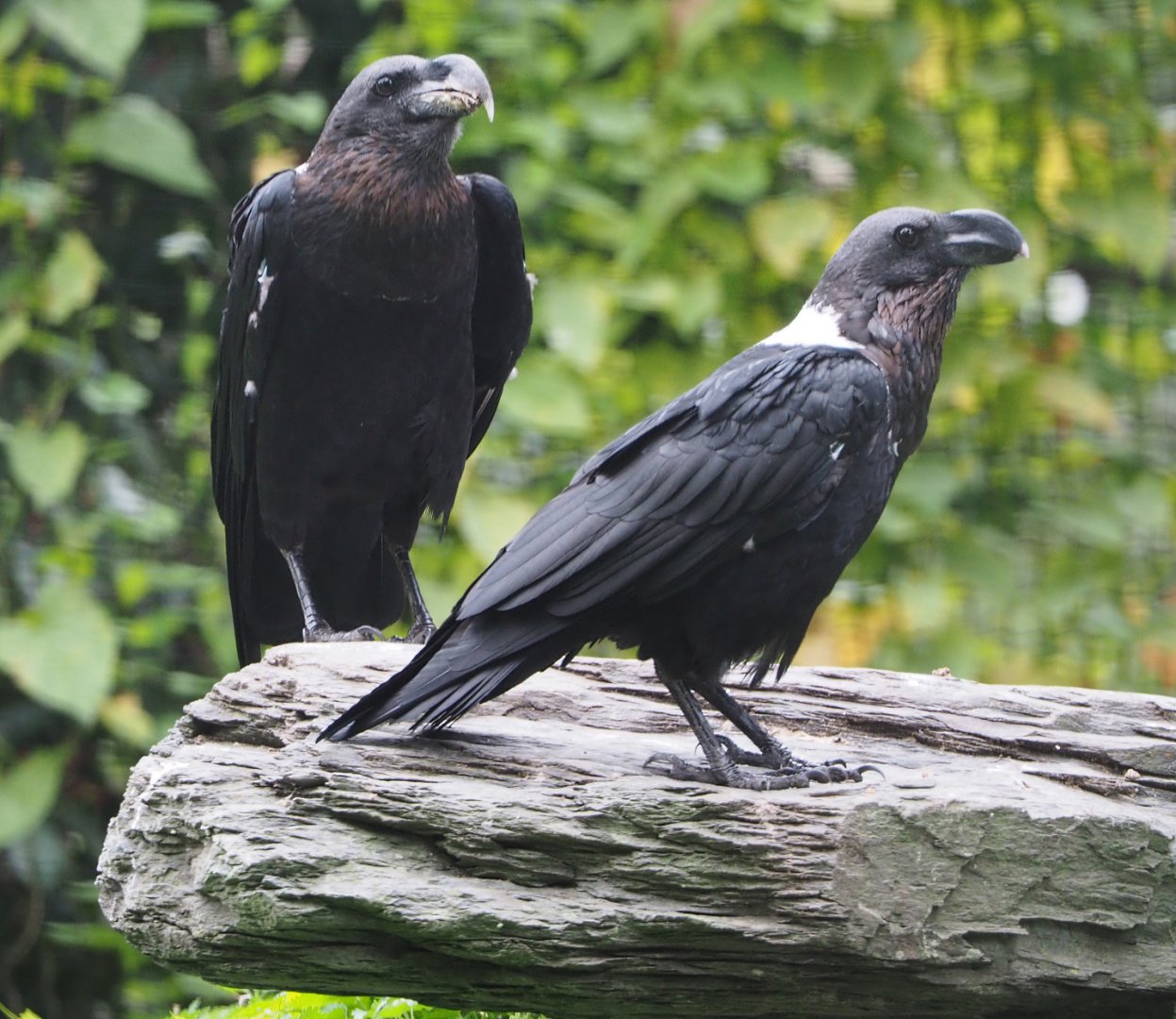 White-necked ravens (Corvus albicollis), 2020-09-02