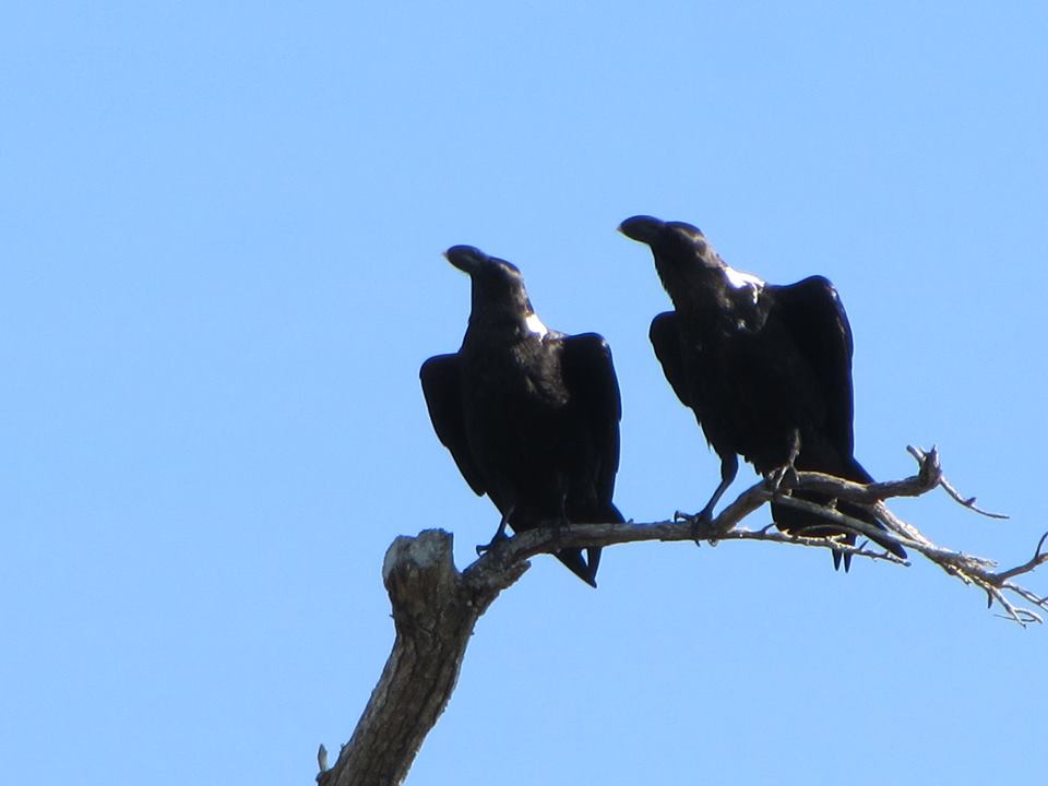 White-necked Ravens