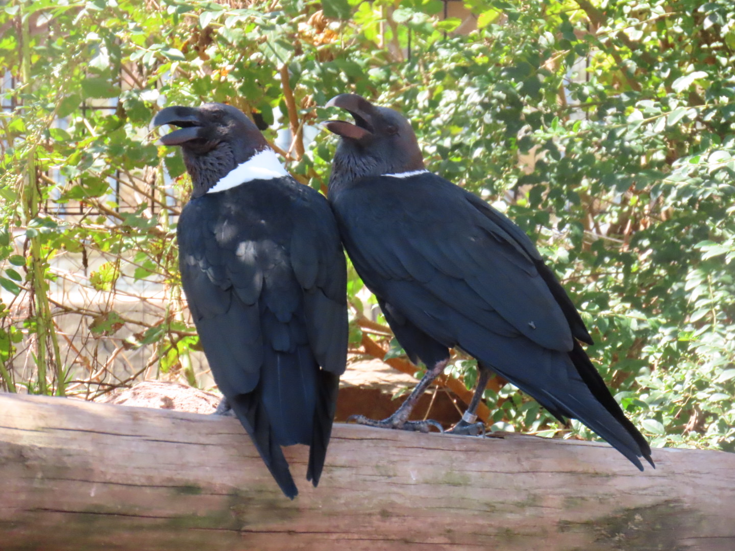 White-necked Ravens