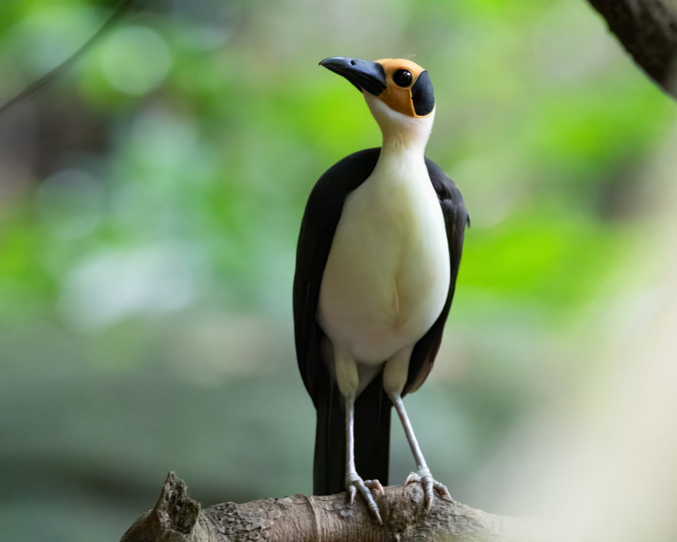 White-necked Rockfowl