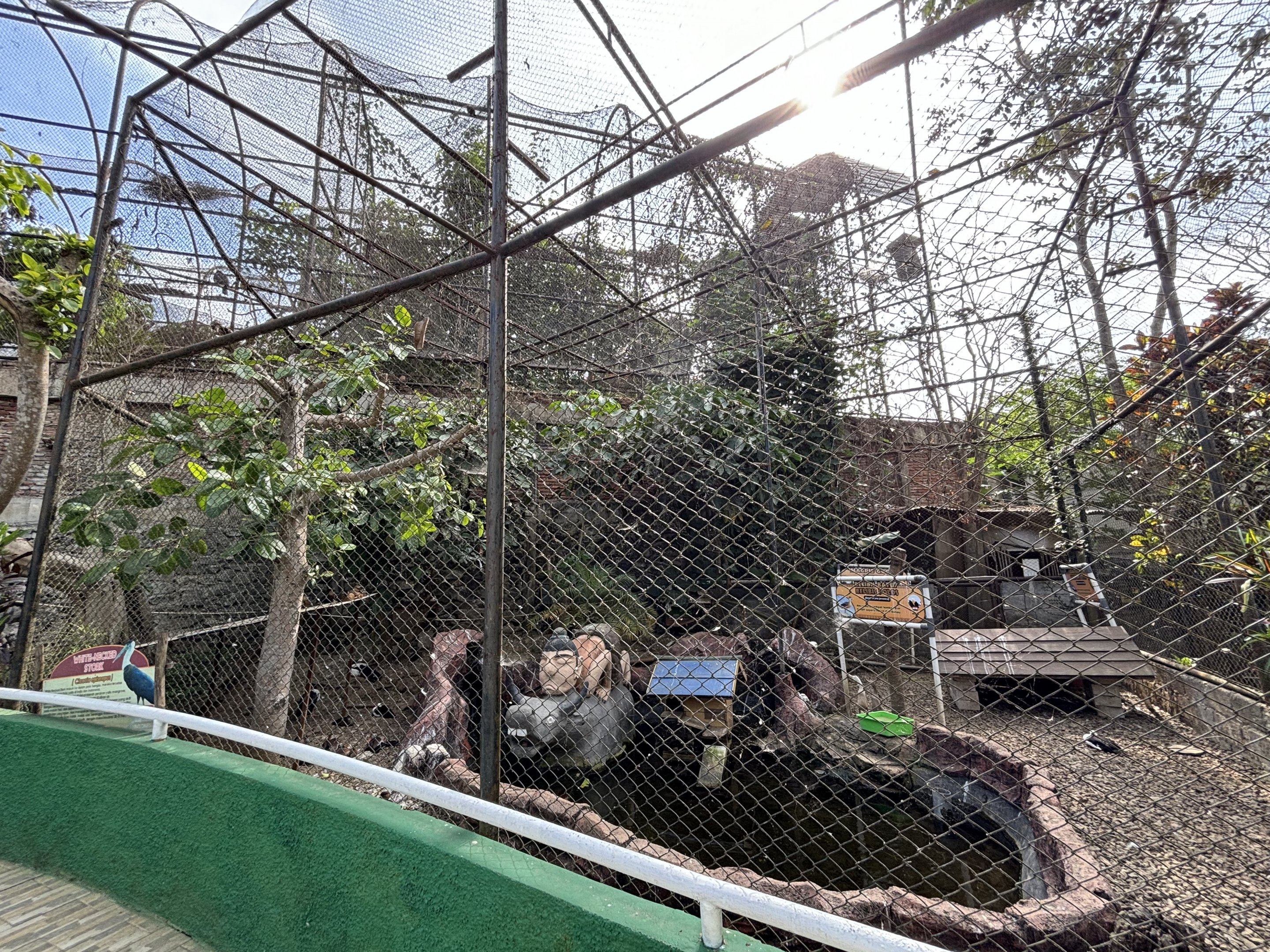 White-necked Stork + Magpie Goose Aviary