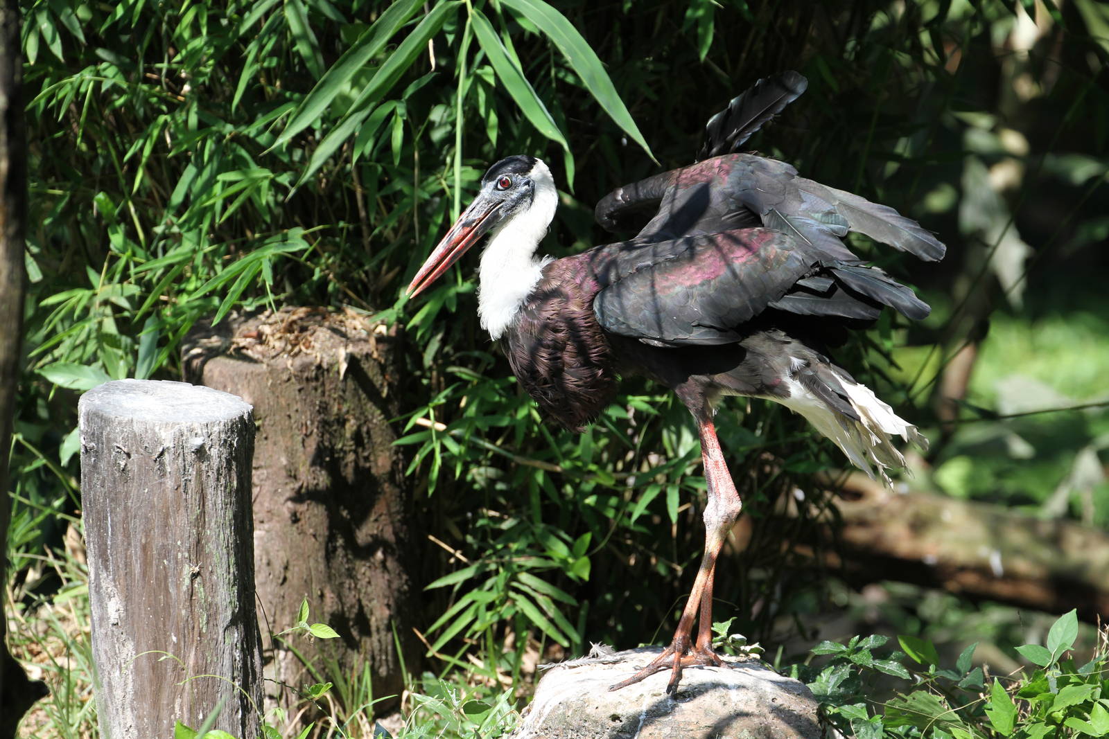 White-necked Stork