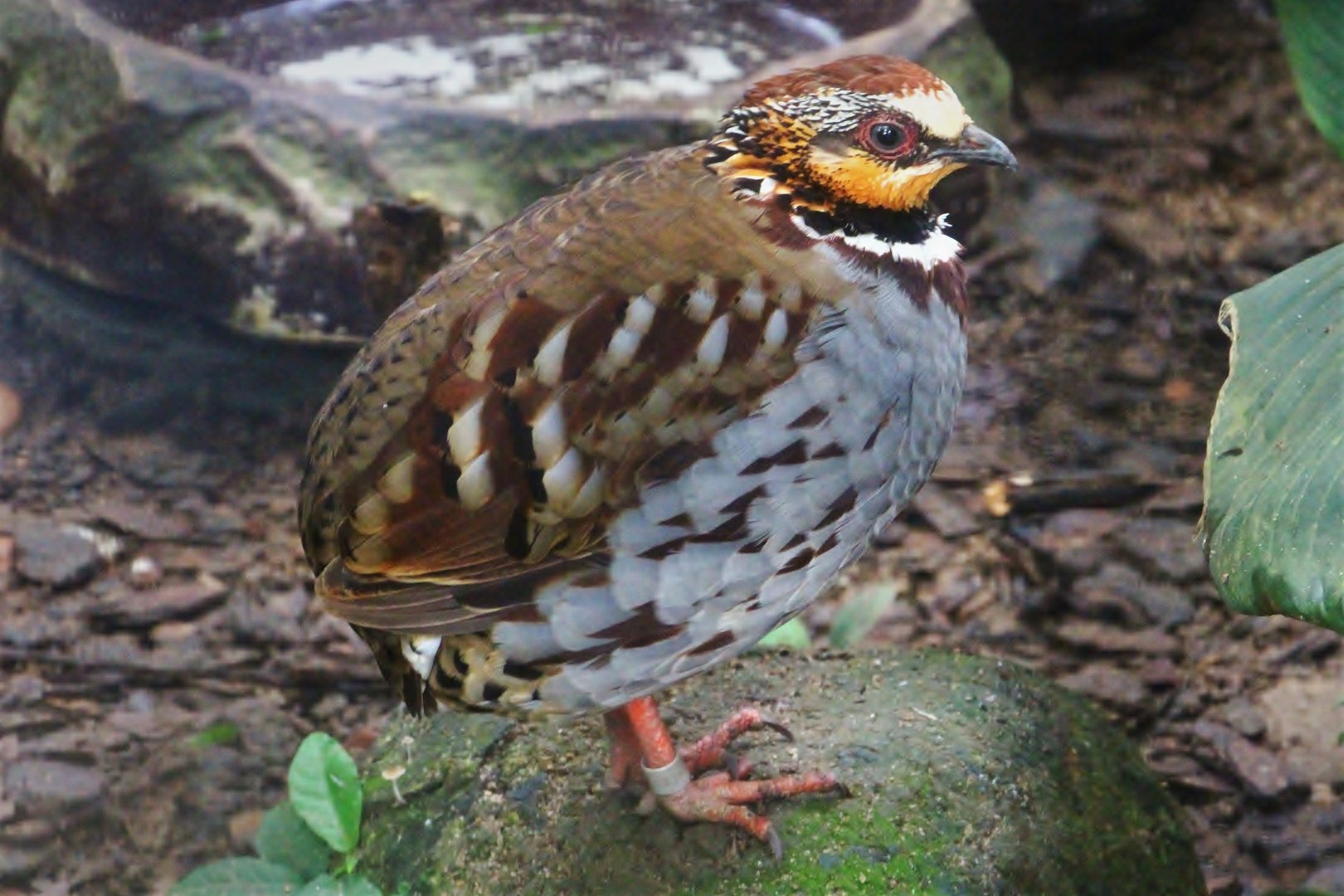 White-necklaced Partridge (Arborophila gingica)