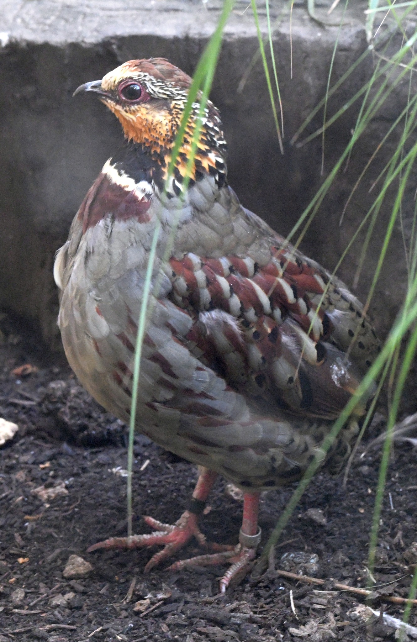 White-necklaced Partridge - Arborophila gingica