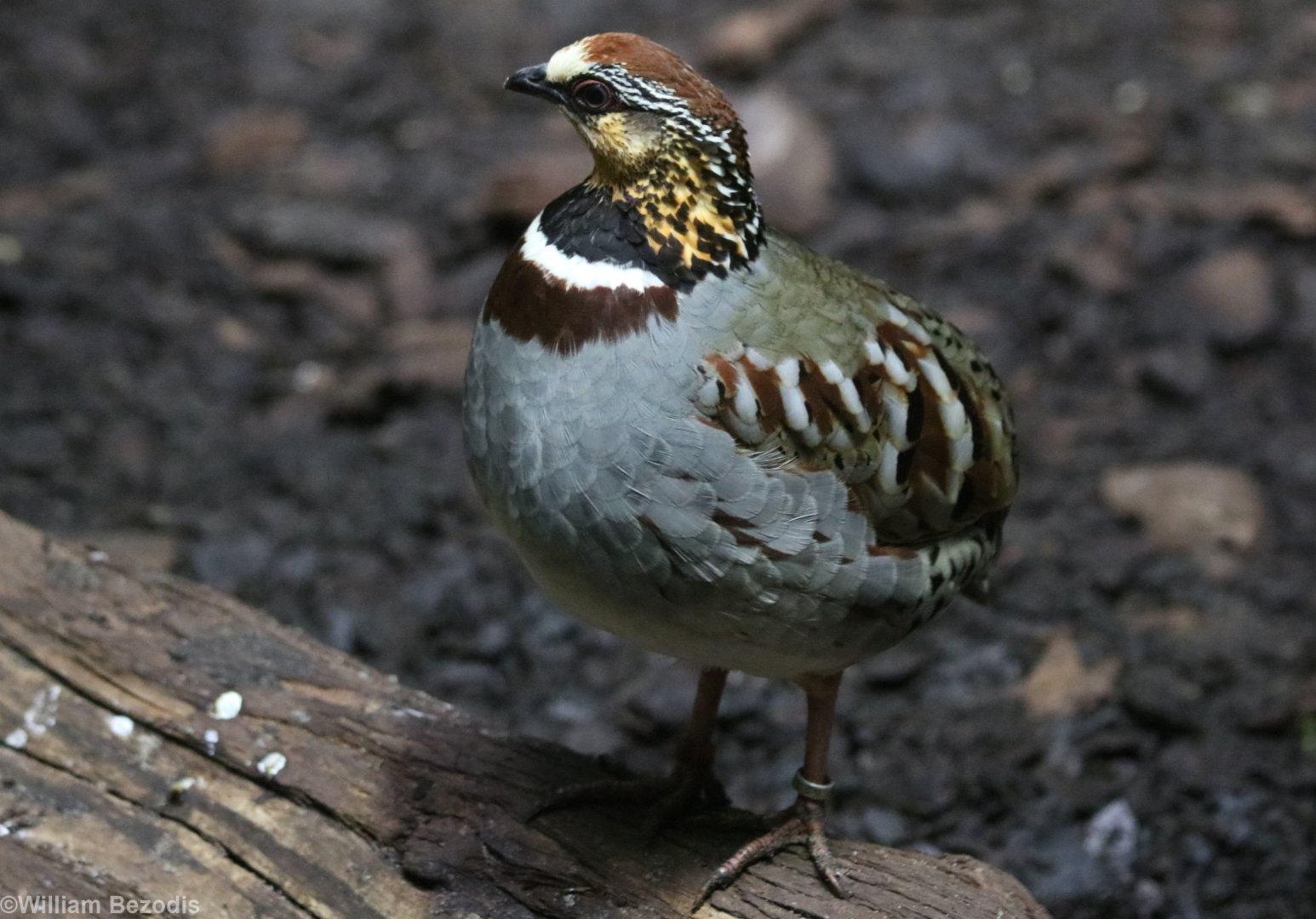 White-necklaced Partridge (newly on show)