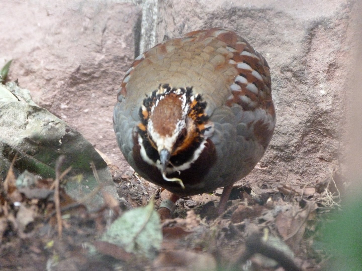 White-necklaced partridge -Tierpark Berlin (2024)