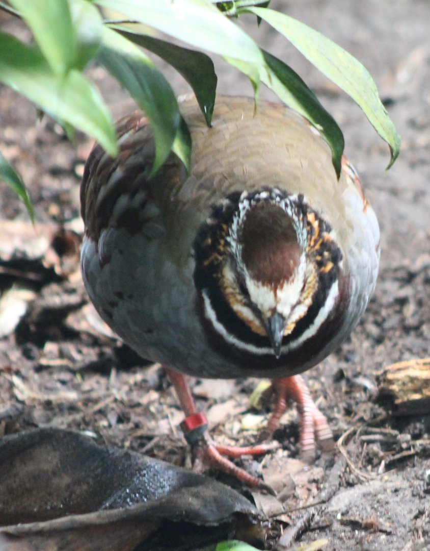 White-necklaced partridge