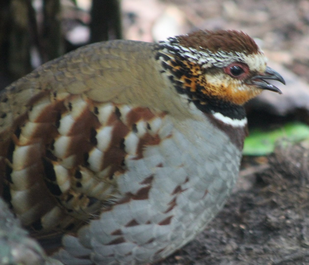 White-necklaced partridge