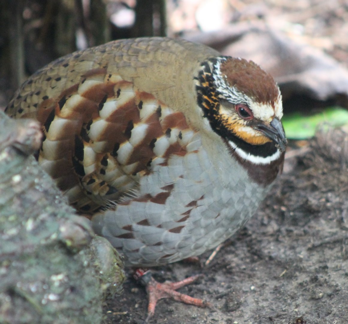 White-necklaced partridge