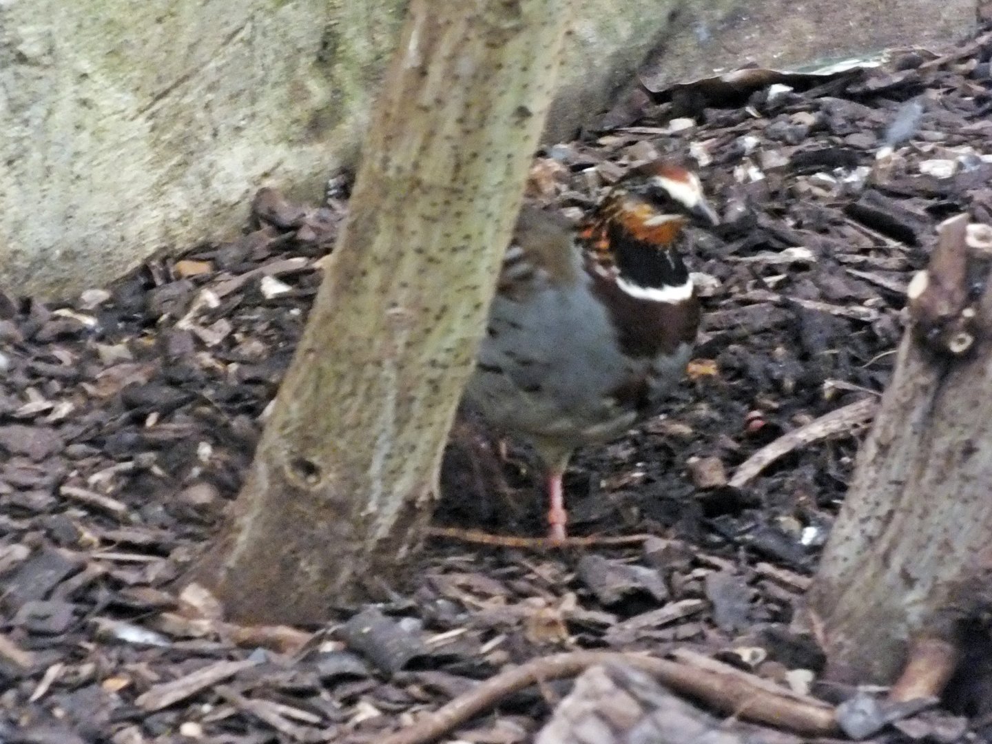 White-necklaced partridge