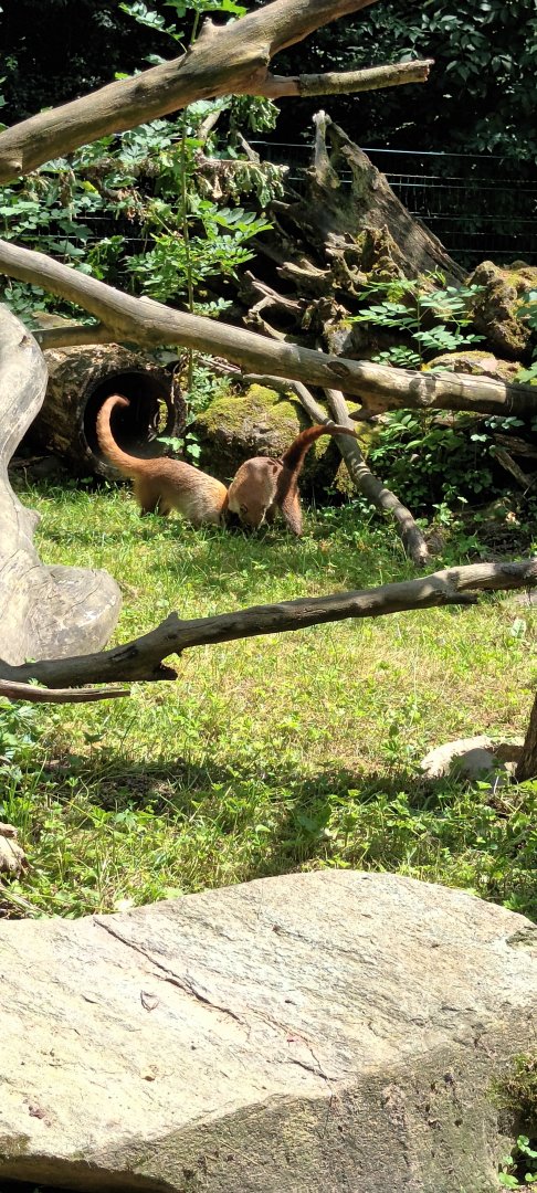 White noased Coatis