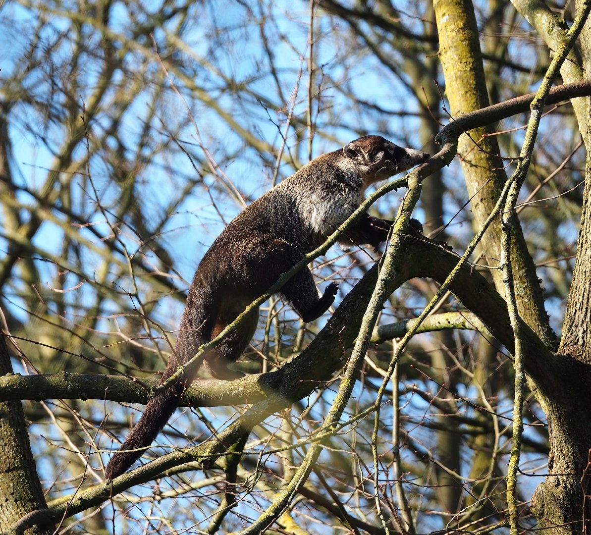 White-nosed coat (Nasua narica), 2024-03-04