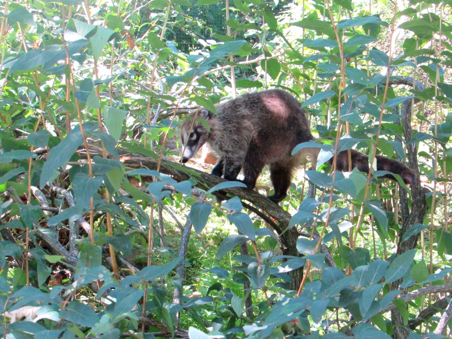 White-nosed Coati (1) - July/2017