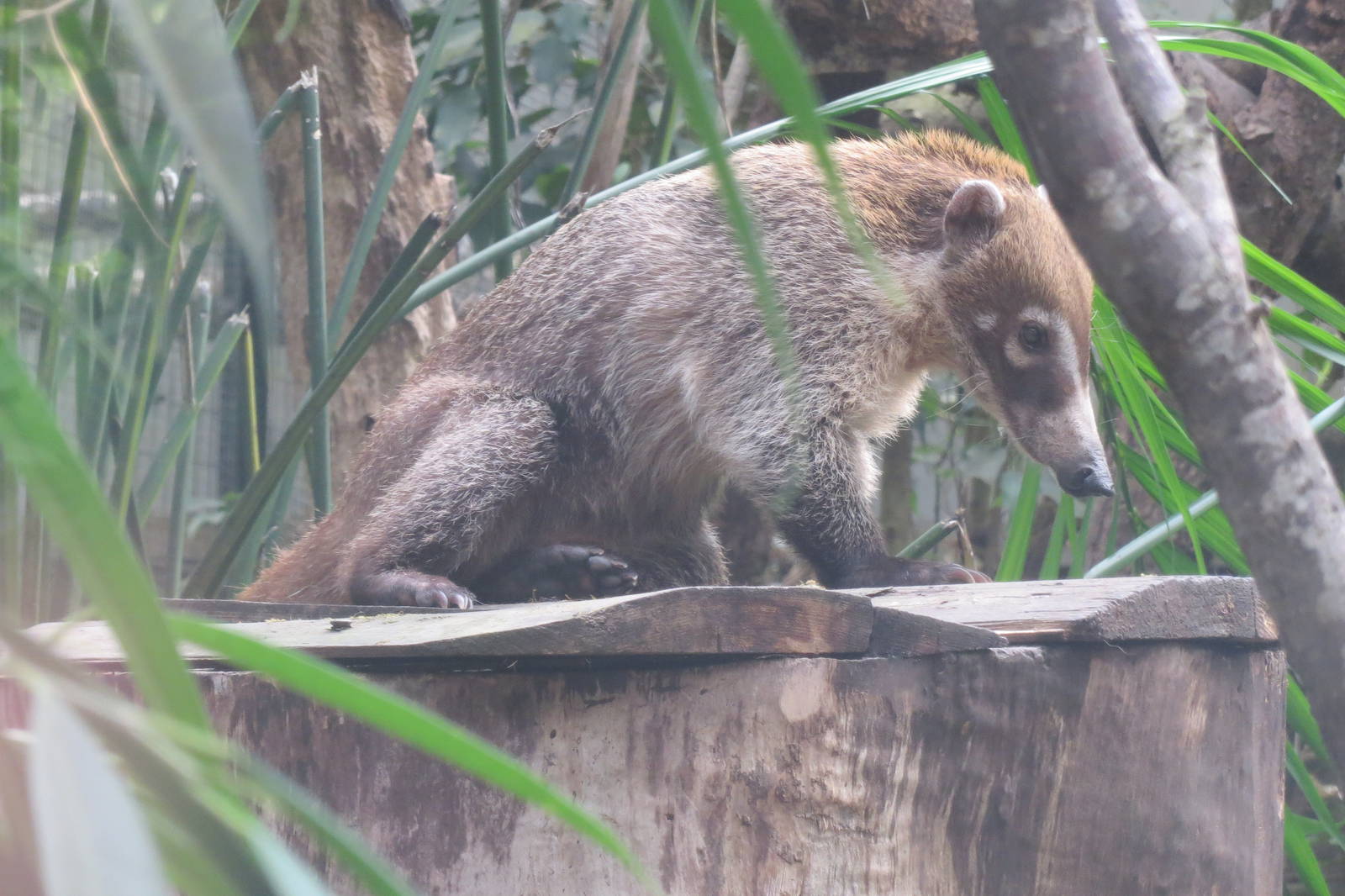 White-nosed Coati 130816