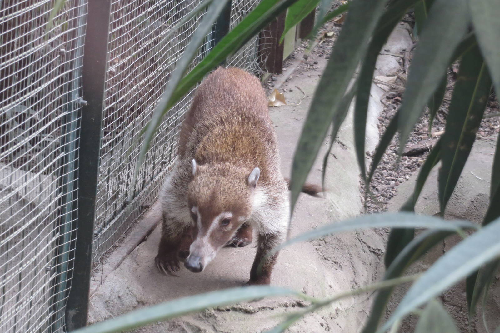 White-nosed Coati 130816