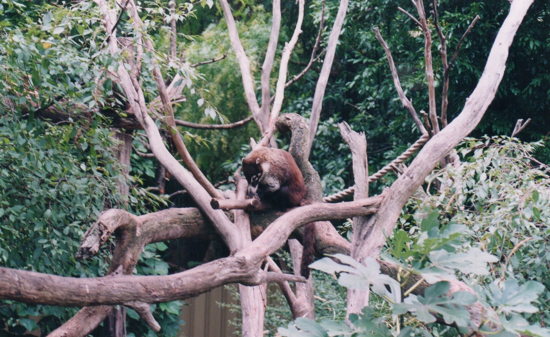 White Nosed Coati, 2004
