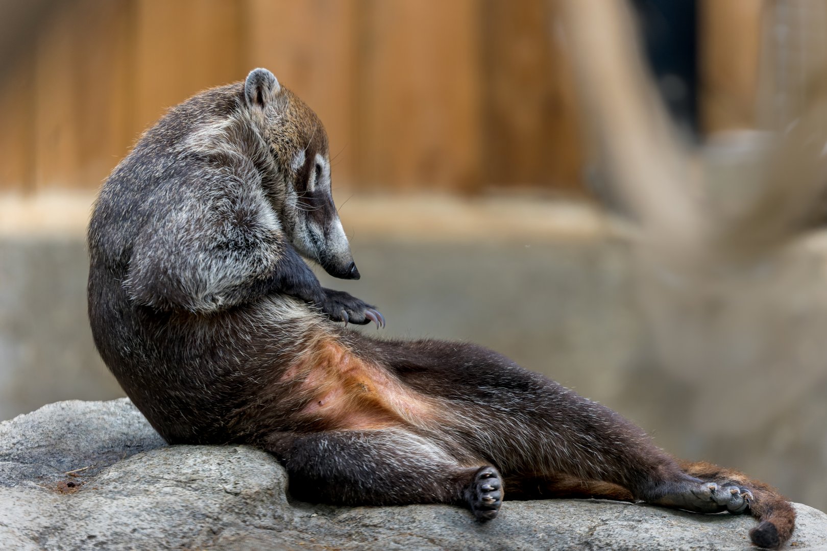 White-nosed Coati / 27-7-22 / Hamerton