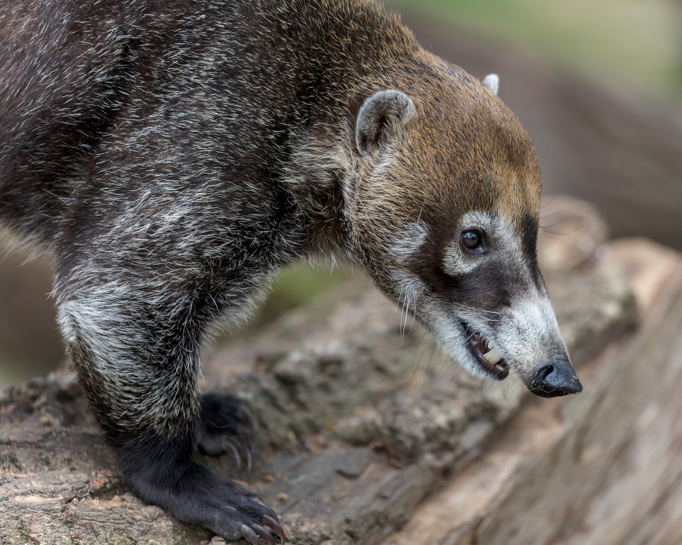 White-nosed Coati / 27-7-22 / Hamerton