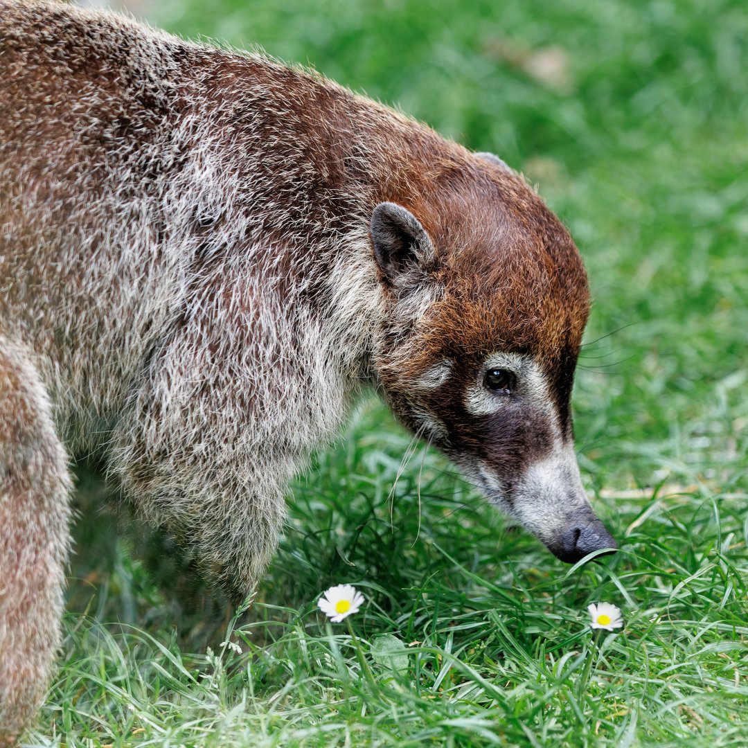 White-nosed Coati / 3-5-22 / Hamerton