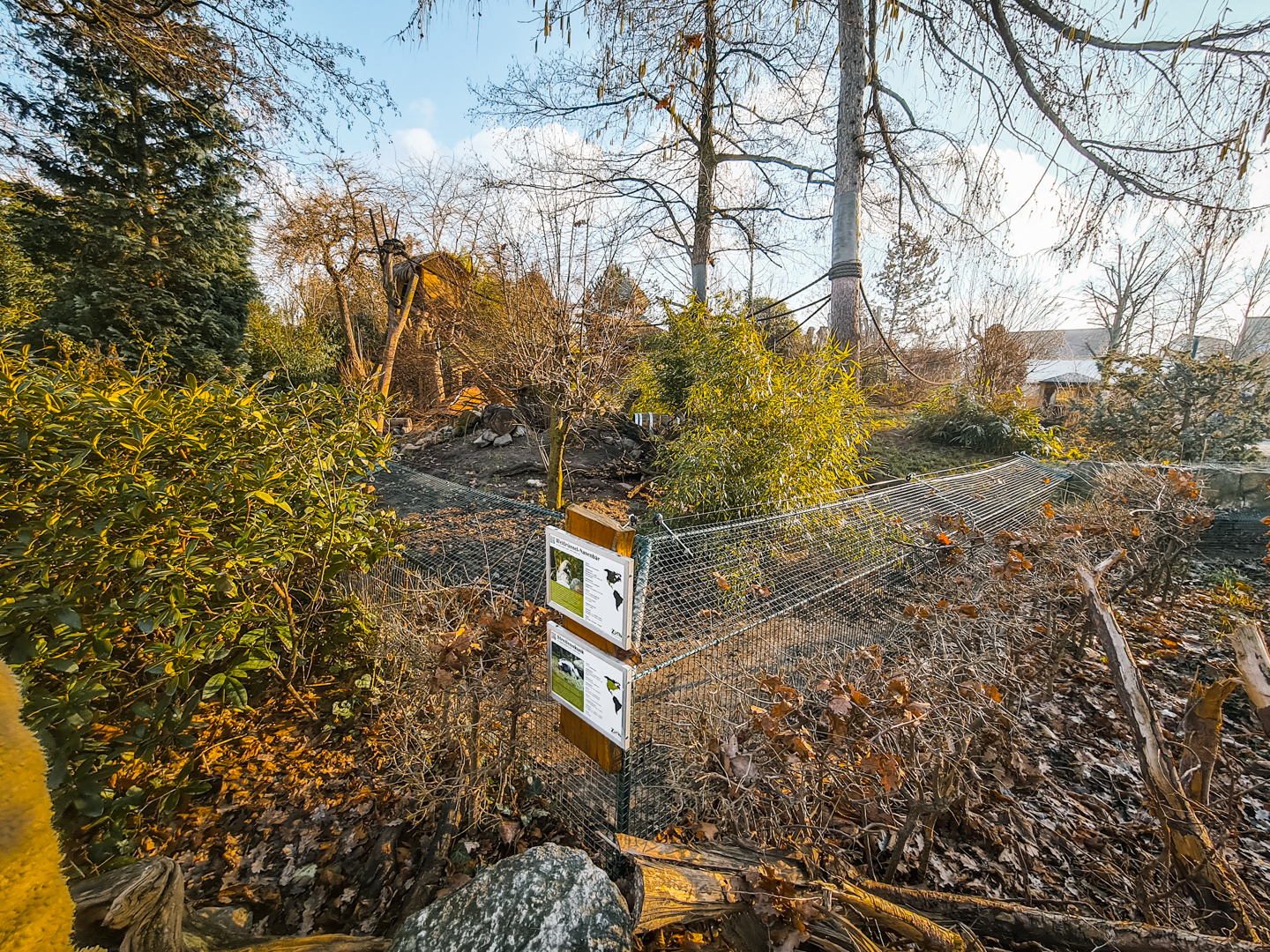 White-nosed Coati and Striped Skunk