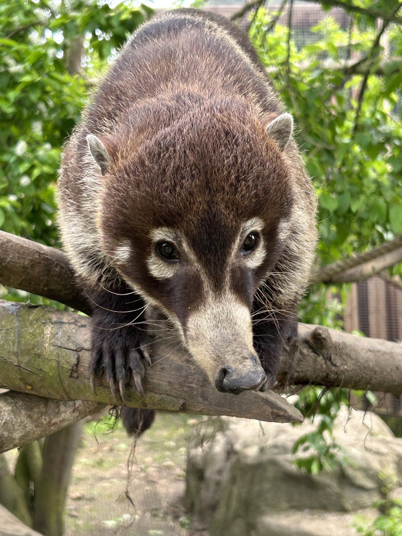 White Nosed Coati - April 2023