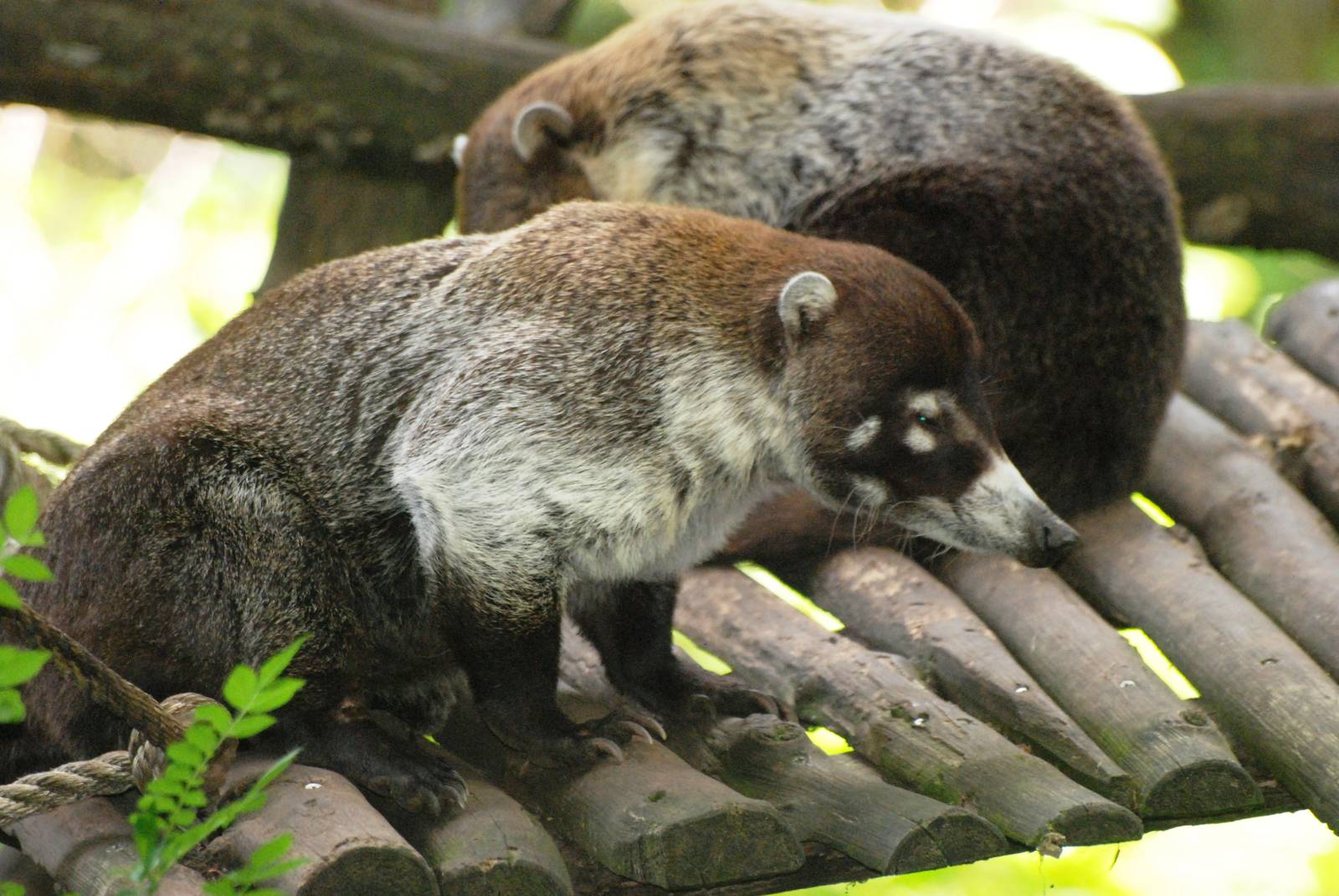 White-nosed Coati at Apenheul, 30/05/12
