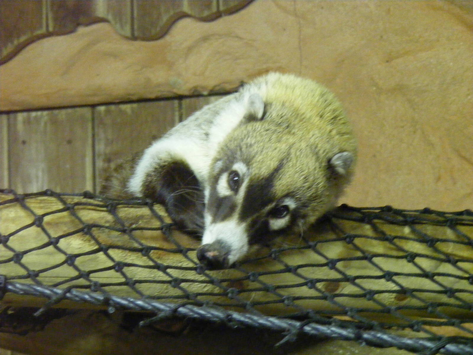 White nosed coati at Colchester Zoo, 28 August 2009